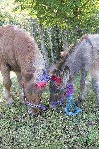 Ponysitters Club – S01E04 – BFFs