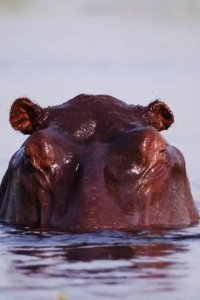 Extinct or Alive – S02E05 – Madagascar Dwarf Hippo
