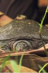 Extinct or Alive – S02E06 – The Hidden Turtle of Vietnam