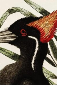 Extinct or Alive – S02E08 – Ivory Billed Woodpecker of the Bayou