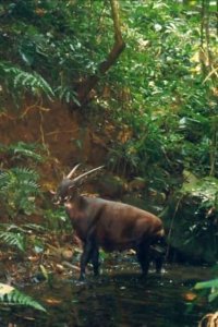 Extinct or Alive – S02E09 – The Asian Unicorn