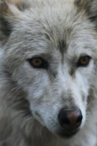Extinct or Alive – S02E10 – Southern Rocky Mountain Wolf