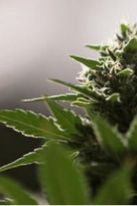 Explained – S01E12 – Weed