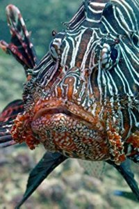 Arabian Seas – S2017E01 – Carnivores of the Coral Garden
