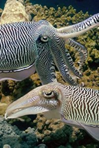 Arabian Seas – S2018E02 – Magicians of the Reef