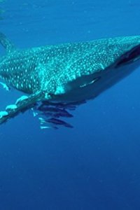 Arabian Seas – S2018E03 – Island Feast