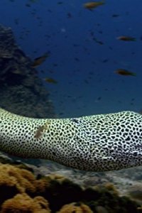 Arabian Seas – S2018E04 – Defenders of the Reef