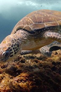 Arabian Seas – S2018E05 – Turtles Legacy