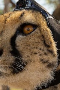 Animals with Cameras – S01E02 – Episode #1.2