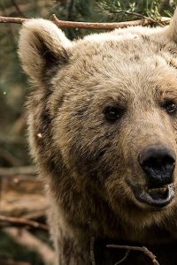 Animals with Cameras – S01E03 – Episode #1.3