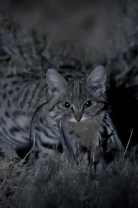 Big Cats – S01E02 – Episode #1.2