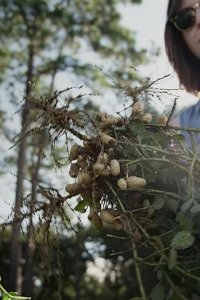 Rotten – S01E02 – The Peanut Problem