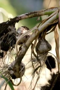 Rotten – S01E03 – Garlic Breath
