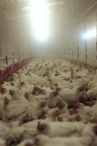 Rotten – S01E04 – Big Bird
