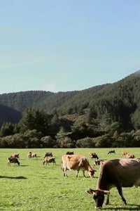 Rotten – S01E05 – Milk Money