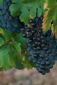 Rotten – S02E02 – Reign of Terroir