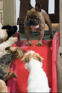 Most Expensivest – S01E03 – Doggy Style