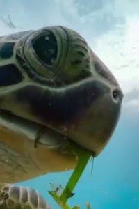 Blue Planet II – S2017E05 – Green Seas