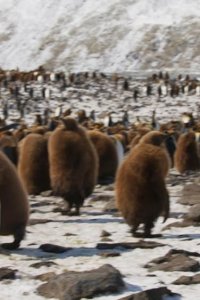 Blue Planet II – S2017E06 – Coasts