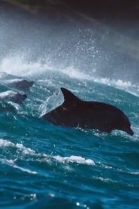 Blue Planet II – S2018E01 – One Ocean