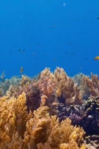 Blue Planet II – S2018E03 – Coral Reefs