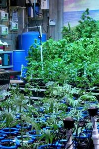 Disjointed – S2017E01 – Omega Strain