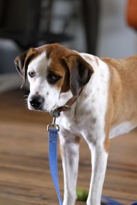 Downward Dog – S01E03 – Loyalty