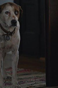 Downward Dog – S01E05 – Trashed