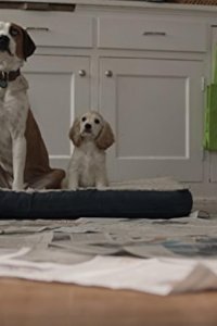 Downward Dog – S01E06 – Old