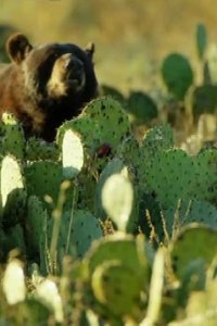 Mexico: Earth’s Festival of Life – S01E01 – Mountain Worlds