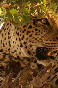 Africa’s Hunters – S01E01 – The Hungry Leopard