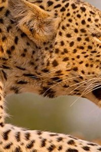 Africa’s Hunters – S01E02 – A Leopard’s Last Stand