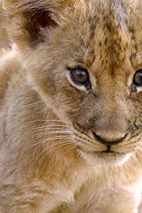 Africa’s Hunters – S01E04 – The Misfit