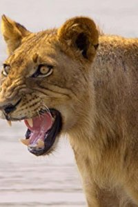 Africa’s Hunters – S01E05 – Teenage Pride