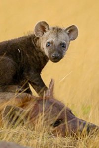 Africa’s Hunters – S01E06 – Survivors of the Plains