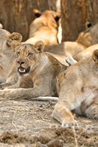 Africa’s Hunters – S03E01 – Kimba’s Rise