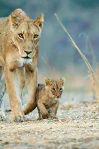 Africa’s Hunters – S03E02 – Prides and Prejudice
