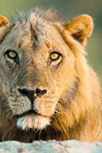 Africa’s Hunters – S03E03 – The Misfit Comes of Age