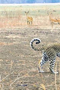 Africa’s Hunters – S03E04 – The Leopard Who Changed Her Spots