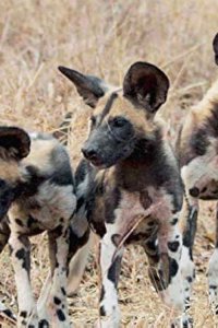 Africa’s Hunters – S03E05 – Deadly Rivals