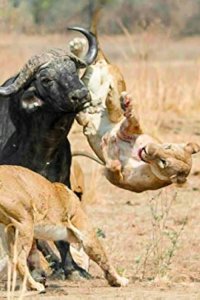 Africa’s Hunters – S03E06 – Buffalo Showdown
