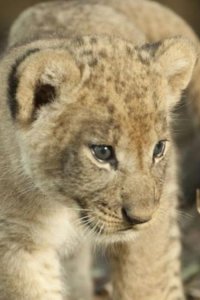 Savage Kingdom – S01E02 – Mother of Lions