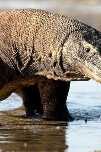 Planet Earth II – S01E01 – Islands