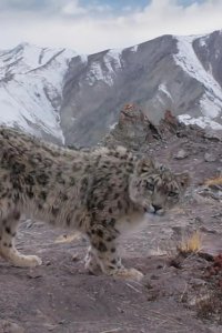 Planet Earth II – S01E02 – Mountains