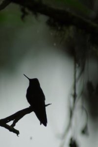 Planet Earth II – S01E03 – Jungles