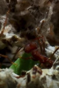 Planet Earth II – S01E05 – Grasslands