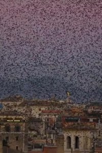 Planet Earth II – S01E06 – Cities