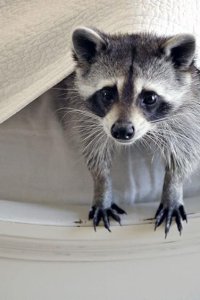 Ingenious Animals – S01E01 – Intelligence