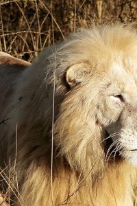 Ingenious Animals – S01E03 – Communication