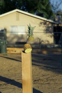 Dead Set on Life – S03E02 – The BBQ King of Hollywood